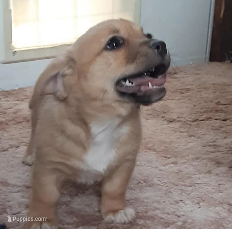 Honey – Chihuahua puppy for sale in Bennett, CO