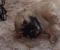 Handsome, a female Cardigan Welsh Corgi and Chihuahua for sale in Bennett, CO – Photo 3 of 4