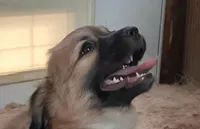 Handsome, a female Cardigan Welsh Corgi and Chihuahua for sale in Bennett, CO – Photo 1 of 4