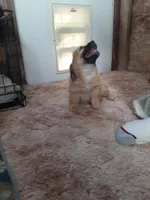 Handsome, a female Cardigan Welsh Corgi and Chihuahua for sale in Bennett, CO – Photo 4 of 4