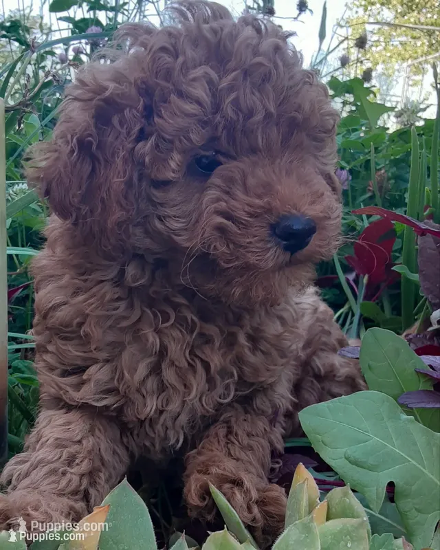 Bailey  – Poodle - Miniature  puppy for sale in Bennett, CO