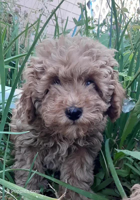 Champ – Poodle - Miniature  puppy for sale in Bennett, CO