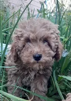 Champ, a male Poodle - Miniature  for sale in Bennett, CO – 1 of 1