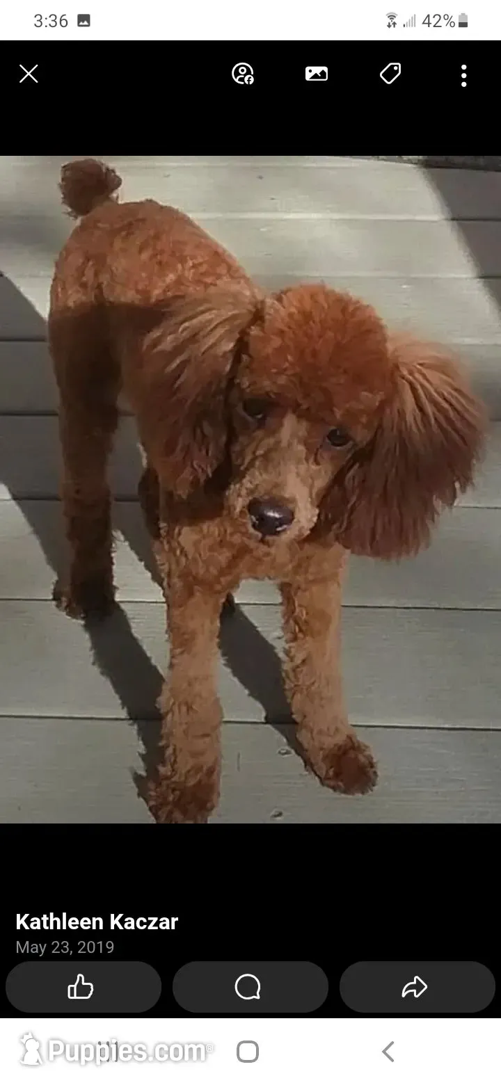 Bailey , a male Poodle - Miniature  for sale in Bennett, CO – 3 of 4