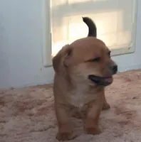 Frankie, a male Cardigan Welsh Corgi and Chihuahua for sale in Bennett, CO – Photo 4 of 5