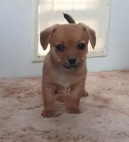 Frankie, a male Cardigan Welsh Corgi and Chihuahua for sale in Bennett, CO – Photo 3 of 5