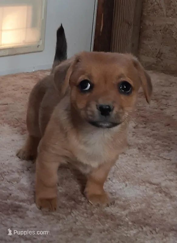 Frankie – Cardigan Welsh Corgi, Chihuahua puppy for sale in Bennett, CO