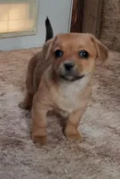 Frankie, a male Cardigan Welsh Corgi and Chihuahua for sale in Bennett, CO – Photo 2 of 5