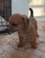 Frankie, a male Cardigan Welsh Corgi and Chihuahua for sale in Bennett, CO – Photo 5 of 5