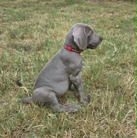 Red, a female Weimaraner for sale in Joplin, MO – 4 of 10