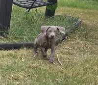 Red, a female Weimaraner for sale in Joplin, MO – 3 of 10