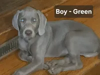 Green, a male Weimaraner for sale in Joplin, MO – 6 of 9