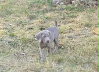 Red, a female Weimaraner for sale in Joplin, MO – 7 of 10