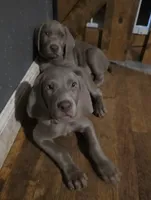 Pink , a female Weimaraner for sale in Joplin, MO – 8 of 10