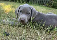 Green, a male Weimaraner for sale in Joplin, MO – 8 of 9
