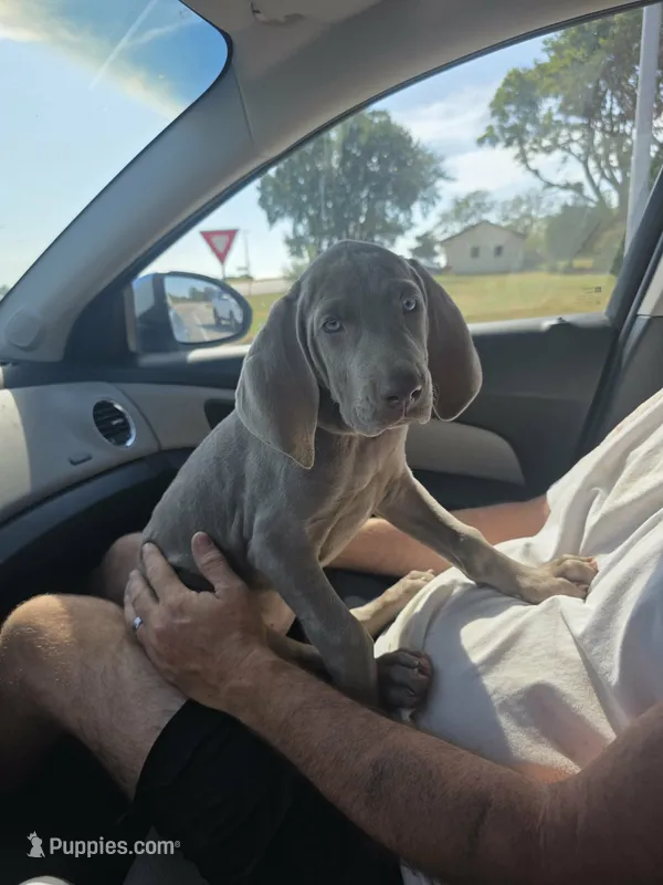 Pink  – Weimaraner puppy for sale in Joplin, MO