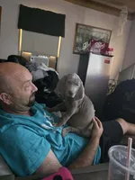 Pink , a female Weimaraner for sale in Joplin, MO – 2 of 10
