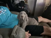 Pink , a female Weimaraner for sale in Joplin, MO – 3 of 10
