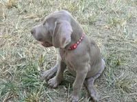 Red, a female Weimaraner for sale in Joplin, MO – 9 of 10