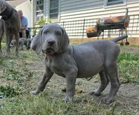 Pink , a female Weimaraner for sale in Joplin, MO – 7 of 10