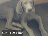 Pink , a female Weimaraner for sale in Joplin, MO – 4 of 10