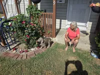 Green, a male Weimaraner for sale in Joplin, MO – 9 of 9
