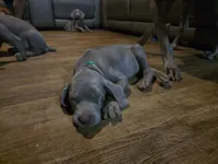 Green, a male Weimaraner for sale in Joplin, MO – 4 of 9