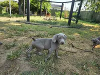 Red, a female Weimaraner for sale in Joplin, MO – 5 of 10