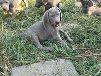 Pink , a female Weimaraner for sale in Joplin, MO – 5 of 10