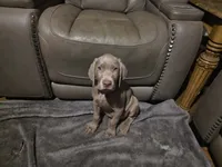 Green, a male Weimaraner for sale in Joplin, MO – 7 of 9
