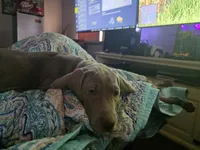 Pink , a female Weimaraner for sale in Joplin, MO – 10 of 10