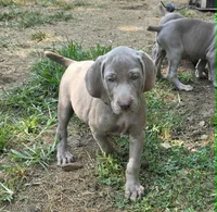 Pink , a female Weimaraner for sale in Joplin, MO – 6 of 10