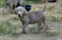 Red, a female Weimaraner for sale in Joplin, MO – 8 of 10