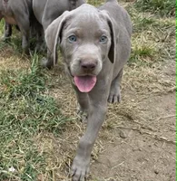 Green, a male Weimaraner for sale in Joplin, MO – 2 of 9