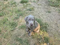 Green, a male Weimaraner for sale in Joplin, MO – 5 of 9