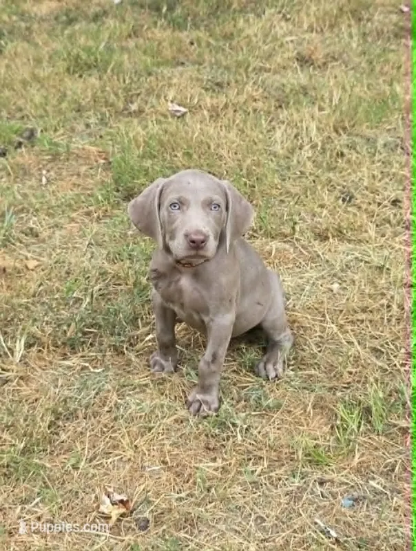 Red – Weimaraner puppy for sale in Joplin, MO