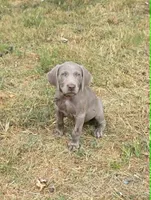 Red, a female Weimaraner for sale in Joplin, MO – 1 of 10