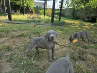 Red, a female Weimaraner for sale in Joplin, MO – 6 of 10