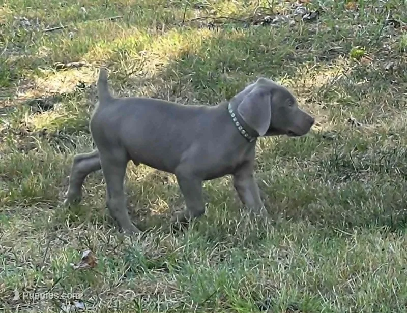 Green – Weimaraner puppy for sale in Joplin, MO