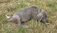 Green, a male Weimaraner for sale in Joplin, MO – 3 of 9