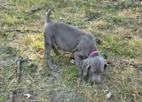 Pink , a female Weimaraner for sale in Joplin, MO – 9 of 10