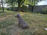 Red, a female Weimaraner for sale in Joplin, MO – 2 of 10