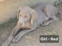 Red, a female Weimaraner for sale in Joplin, MO – 10 of 10