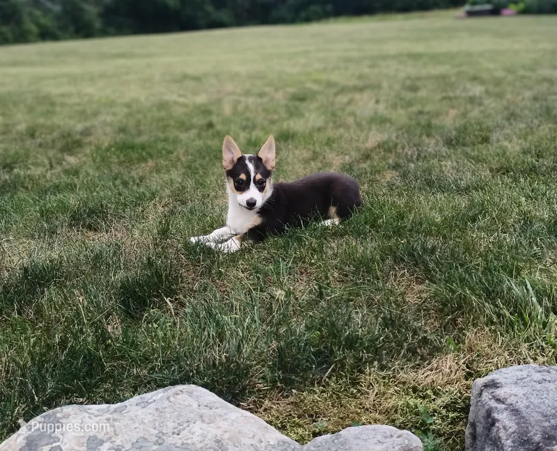 Miah, a female Pembroke Welsh Corgi for sale in Millerstown, PA – Photo 1 of 2