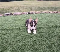 Miah, a female Pembroke Welsh Corgi for sale in Millerstown, PA – Photo 2 of 2