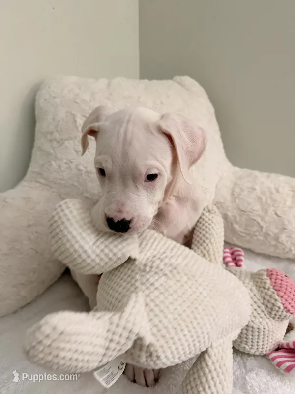 Purple – Dogo Argentino puppy for sale in Ballston Spa, NY