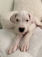 Pink, a female Dogo Argentino for sale in Ballston Spa, NY – 2 of 4