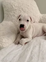 Orange, a female Dogo Argentino for sale in Ballston Spa, NY – 2 of 5