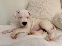 Blue, a male Dogo Argentino for sale in Ballston Spa, NY – 3 of 5
