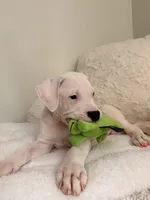 Blue, a male Dogo Argentino for sale in Ballston Spa, NY – 4 of 5